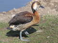 White-faced Whistling Duck x Fulvous Whistling Duck hybrid